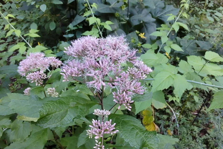 Sweet Joe-Pye Weed at McMullen House Bed & Breakfast Garden