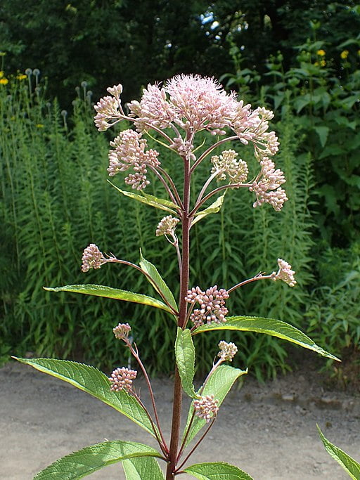 Plant of Sweet Joe-Pye Weed (Eutrochium maculatum).