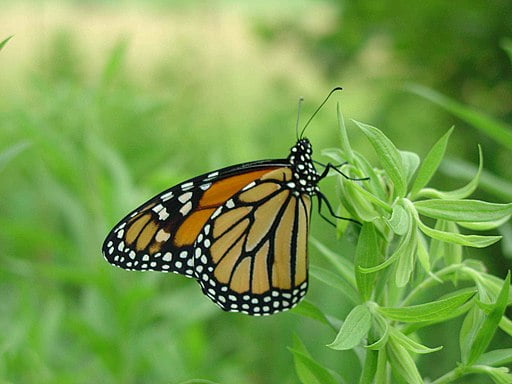 Monarch butterfly (Danaus plexippus) on a green flower.