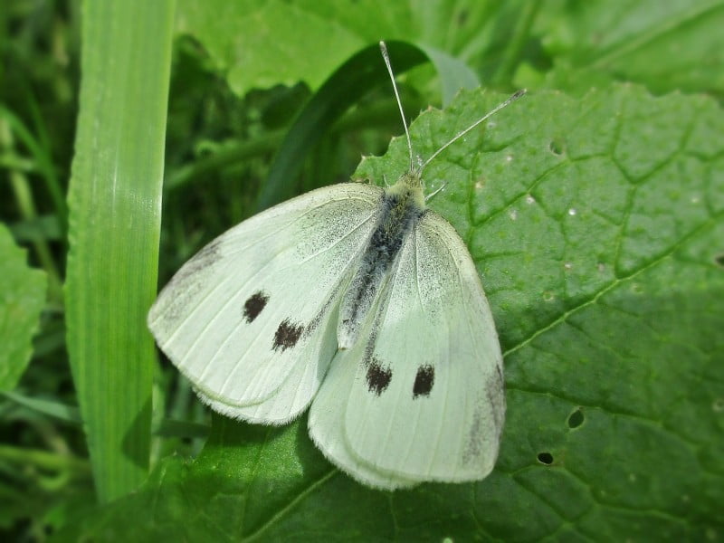 Female Cabbage White on a leaf