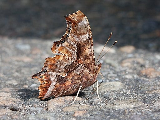 Eastern Comma butterfly with wings folded