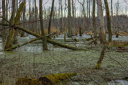 Swamp habitat.