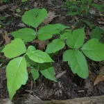 Foliage of poison ivy (Toxicodendron radicans)