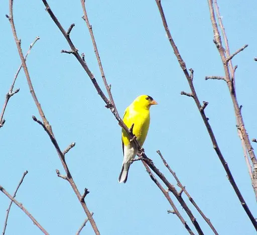 Goldfinch on a branch.