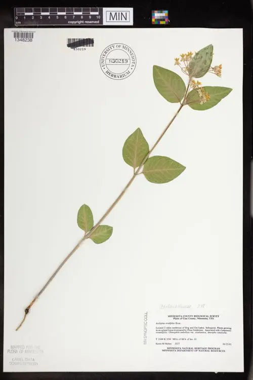 Herbarium specimen of Oval-leaf Milkweed (Asclepias ovalifolia).