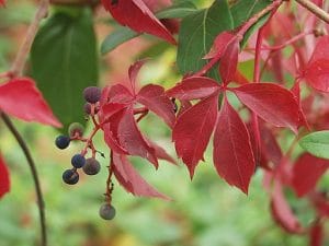 Red foliage of Virginia Creeper (Parthenocissus quinquefolia)