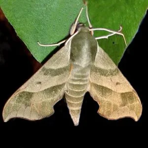 Virginia Creeper Moth (Darapsa myron) on a leaf