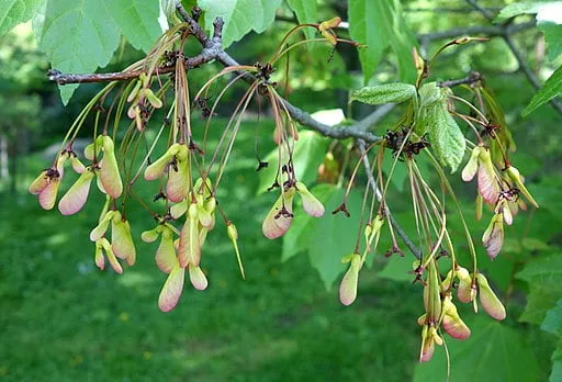 Leaves and fruits of Red Maple (Acer rubrum)