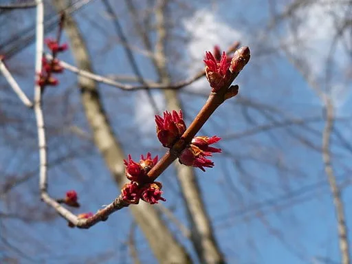 Flowers of Red Maple (Acer rubrum)