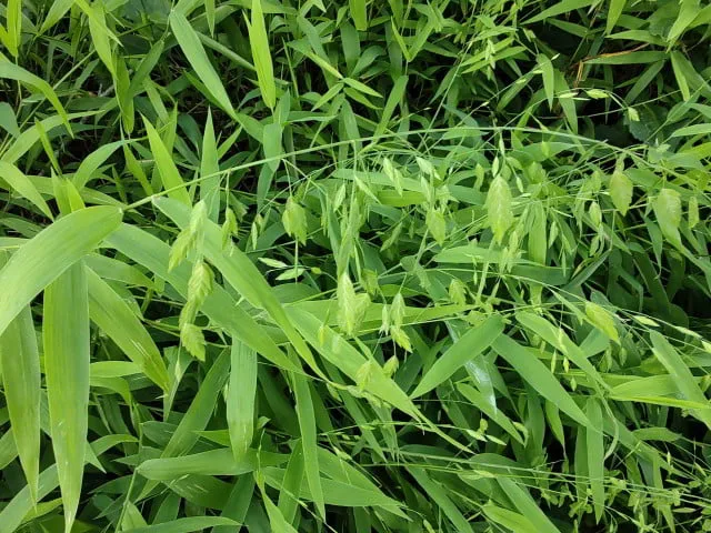 Indian Wood Oats (Chasmanthium latifolium) at McMullen House