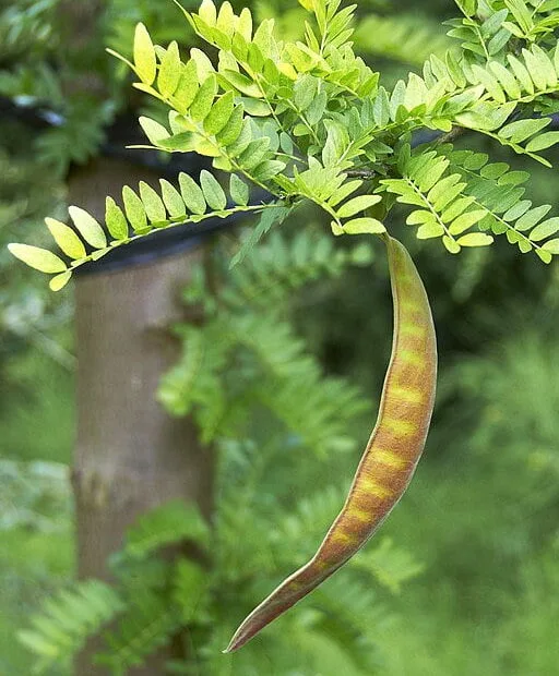 Honey Locust (Gleditsia triacanthos) with pod