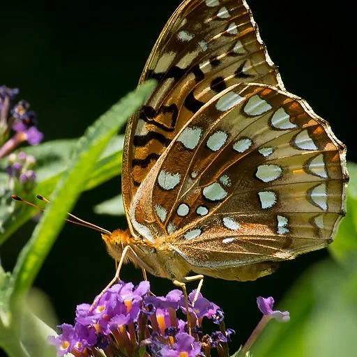 Great Spangled Fritillary (Speyeria cybele) on a flower