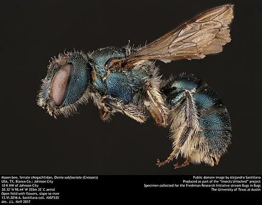 Mason Bee specimen