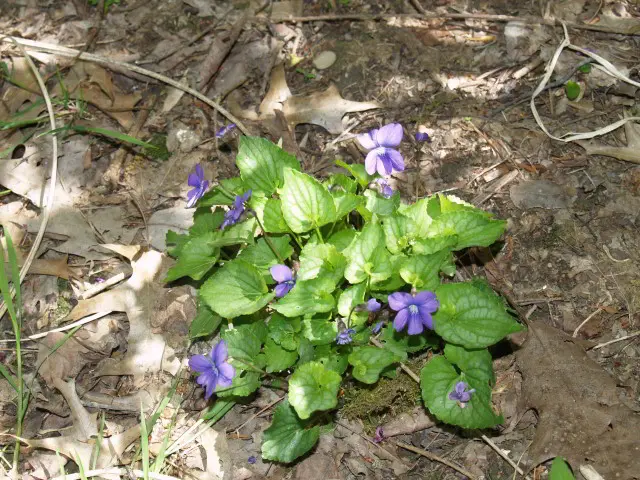 Plant of Southern Woodland Violet (Viola hirsutula) in a garden.