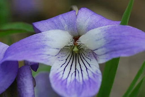 Light purple flower with white center of Sand Violet