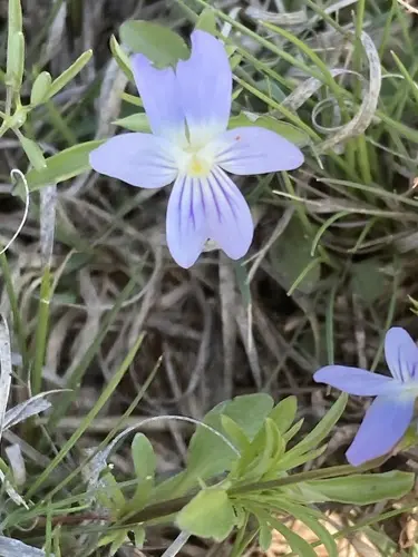 Blue flower of American Field Pansy (Viola bicolor).