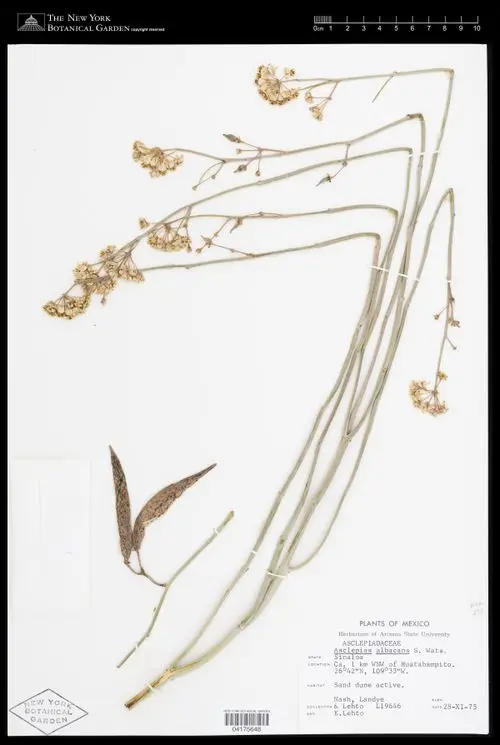 Herbarium specimen of White-stem Milkweed (Asclepias albicans).