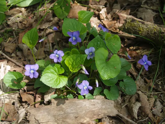 Marsh Blue Violet (Viola cucullata) in woods.