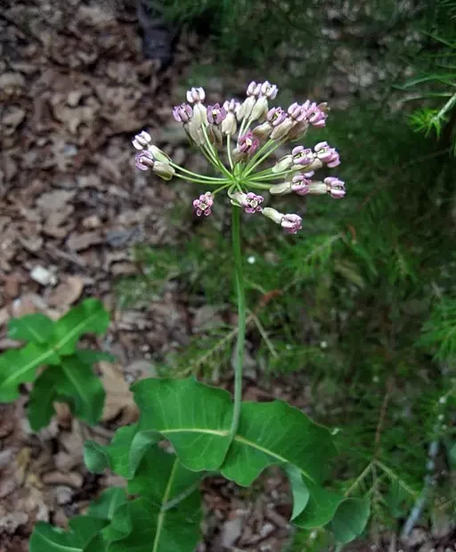 Flower of Clasping Milkweed (Asclepias amplexicaulis) in a wooded setting.