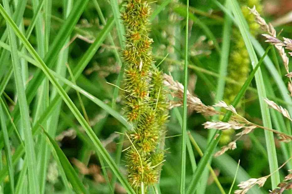 Flowers of fox sedge (Carex vulpinoidea) in a field.