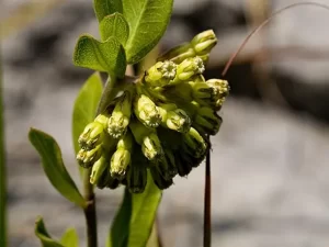 Flower cluster of green comet milkweed (Asclepias viridiflora), Virginia Milkweed.
