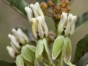 Close-up white flowers of zizotes milkweed (Asclepias oenotheroides).