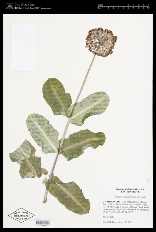 Herbarium specimen of Clasping Milkweed (Asclepias amplexicaulis).