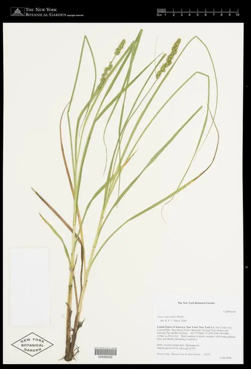 Herbarium specimen of fox sedge (Carex vulpinoidea).