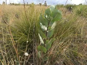 Plant of Broad-leaf Milkweed (Asclepias latifolia) in a field