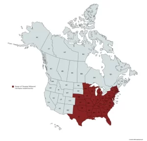 Range map of clasping milkweed (Asclepias amplexicaulis) in the United States and Canada.