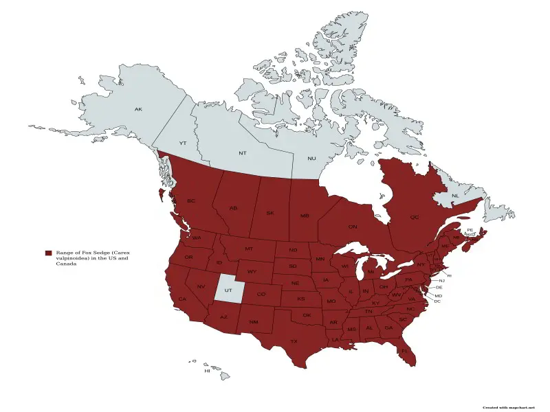 Range map of Fox Sedge (Carex vulpinoidea) in the United States and Canada.