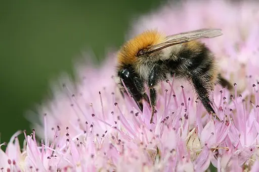 Bumblebee on pink flower.