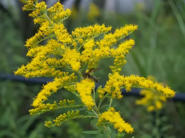 Yellow flowers of Canada goldenrod (Solidago canadensis) with a wasp.