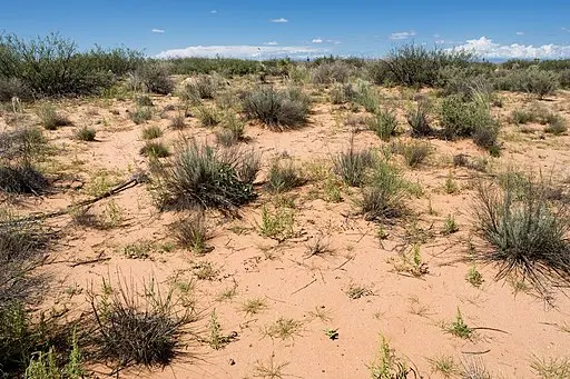 Desert habitat with sand in Arizona.