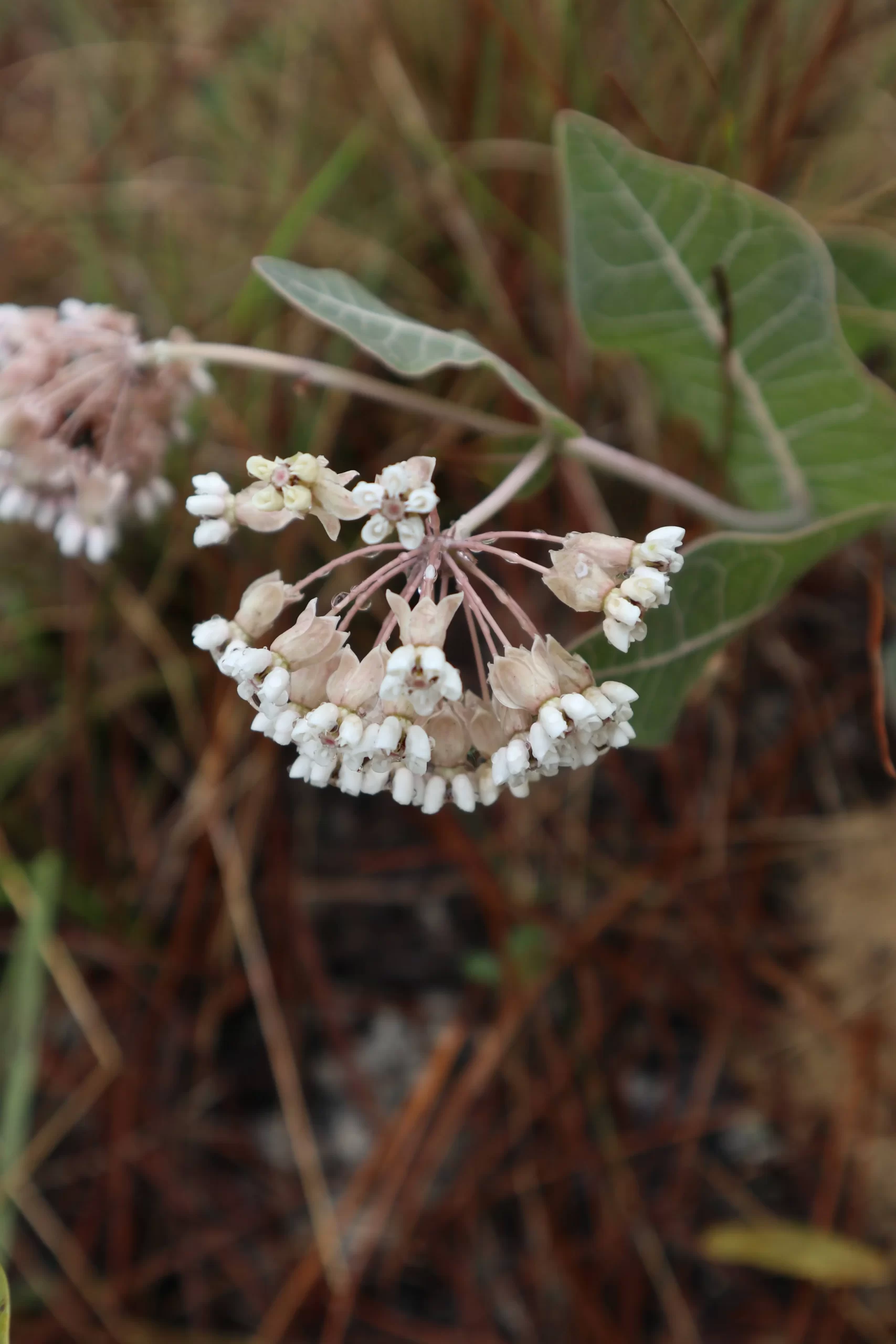 White flowers of Sandhill Milkweed (Asclepias humistrata) in a wooded setting.