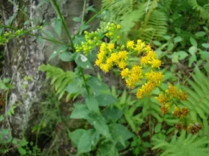 Plant of roundleaf goldenrod (Solidago patula) in a wooded setting.