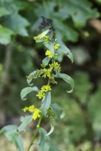 Plant of roundleaf goldenrod (Solidago patula) in a wooded setting.