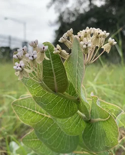 Plant of Sandhill Milkweed (Asclepias humistrata) in a field.