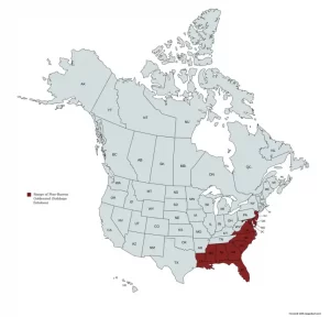 Range map of Pine-Barren Goldenrod (Solidago fistulosa) in the United States and Canada.