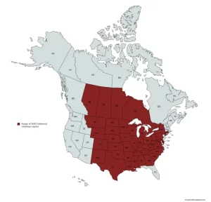 Range map of stiff goldenrod (Solidago rigida) in the United States and Canada.