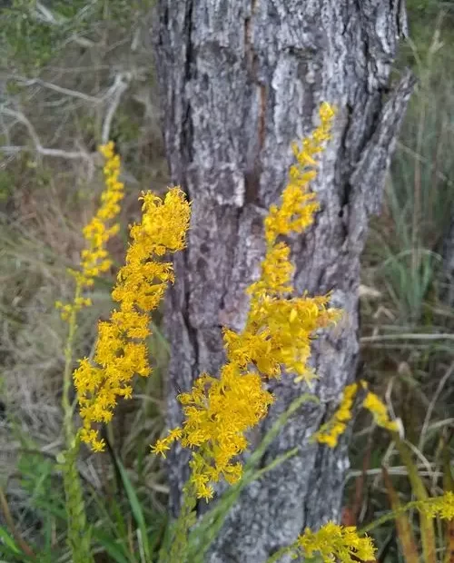 Yellow flowers of Pine-Barren Goldenrod (Solidago fistulosa) in a woodland.