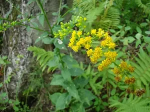Yellow flowers of roundleaf goldenrod (Solidago patula) in a wooded setting.