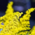 Close-up of flower of Canada Goldenrod (Solidago canadensis).