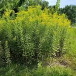 Stand of Canada Goldenrod (Solidago canadensis) on a roadside.