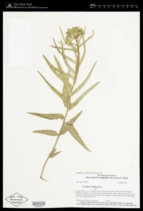 Herbarium specimen of Green Comet Milkweed (Asclepias viridiflora).