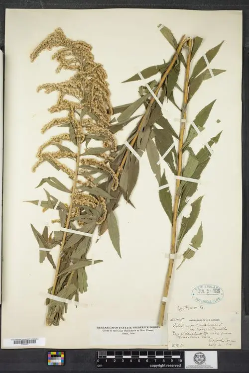 Herbarium specimen of Harger's Goldenrod (Solidago canadensis var. hargeri).