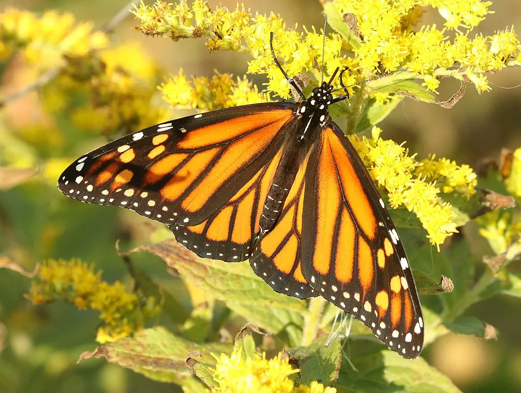Monarch Butterfly (Danaus plexippus) on goldenrod.