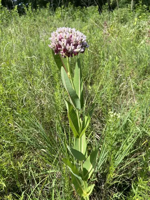 Plant of Sullivant's Milkweed (Asclepias sullivantii) in a field.