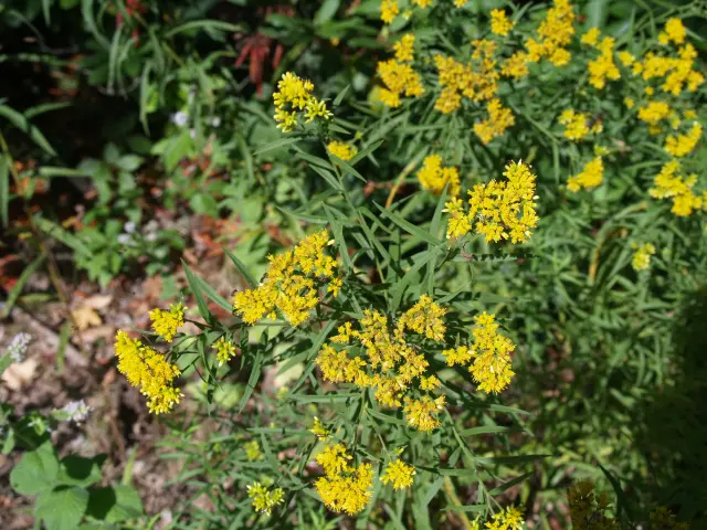 Yellow flowers of Flat-top Goldenrod (Euthamia graminifolia).