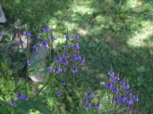 Plants of blue vervain (Verbena hastata) in a garden.